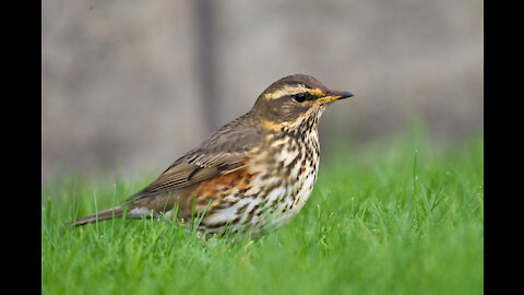 Turdus iliacus Enjoy ringtone