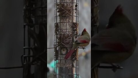 Female Cardinal Eating
