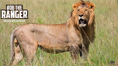 Lions Of The Maasai Mara | Sala's Male Lion: "Olepolos" | Zebra Plains