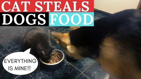 Cat Steals My Gerberian Shepskys Dinner