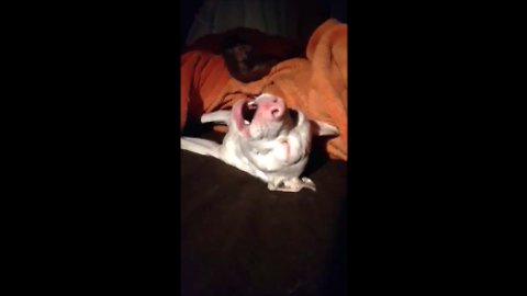 Singing Puppy Hilariously Howls In Her Sleep