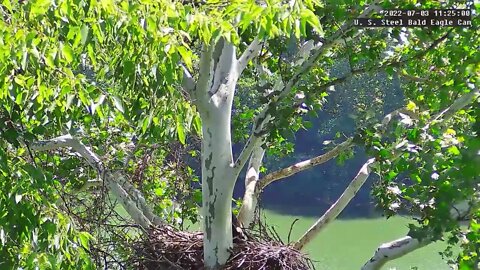 USS Eagles - Incoming! USS 5 returns to nest