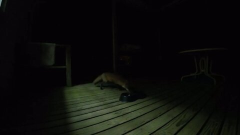 Red Fox on my Back Porch