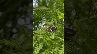 Giant Wheel Bug 😯