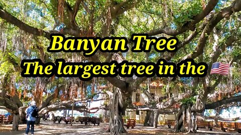Maui-Banyan Tree the largest tree in the 🇺🇸- Best restaurant in Lahaina- walking tour June 2021