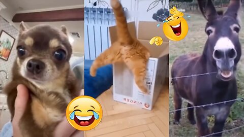 Cats 😺 and Dogs 🐈funny videos 2024 | Animals funny videos 😂🤣