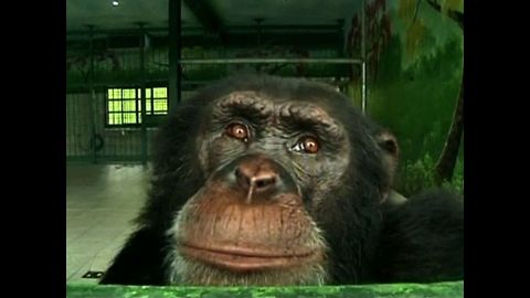 Chimpanzee Quits Smoking