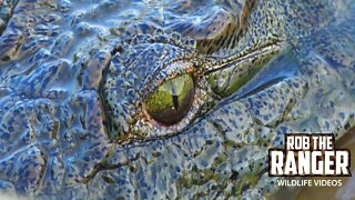 Nile Crocodiles Fishing | Shingwedzi Causeway | Kruger National Park