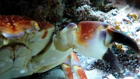 Crab attacks GoPro, drags it into lair and films himself