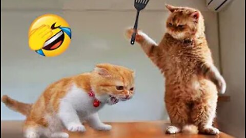 Funny cat 🤣