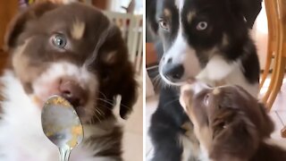 Adorable Puppy Simply Loves To Eat Peanut Butter