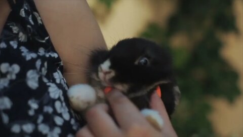 Pretty young girl holding a small bunny in her hands Wind blowing the girl s long dark hair Close