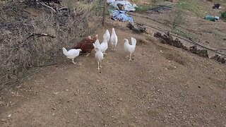 The new arrivals 'chicking' out their new home.