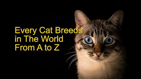 Every Cat Breeds in The World - From A to Z