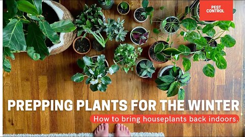 How To Bring Houseplants Inside? Prepping Houseplants For The Winter. | Gardening in Canada