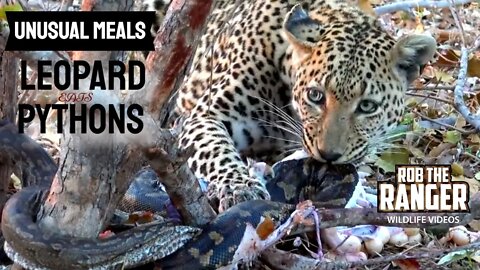 Leopard Eats Two Pythons! | Unusual Meals | African Safari Sighting