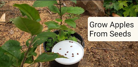 How to Grow Apple Trees from Seeds Easy and Free prepper garden