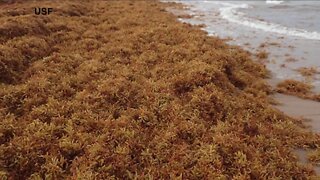 How seaweed in the Gulf could negatively imapct Florida beaches