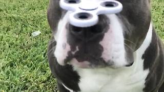 Dog balances Fidget Spinner in epic slow motion