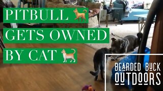 Pitbull gets owned by Cat