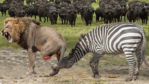 Lion King Almost Lost Their Lives Because They Dared To Hunt Fierce Zebra, Buffaloes, Hippopotamus