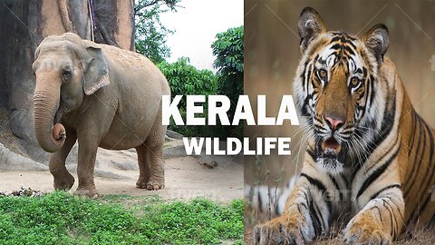 The Wildlife of Kerala: A Journey into the Wild