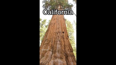 World’s tallest tree in California