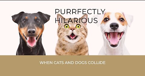 Comedy Paw-fection Cats and Dogs in Hysterical Antics