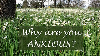 Why Are You Anxious? Luke 12: 25-31