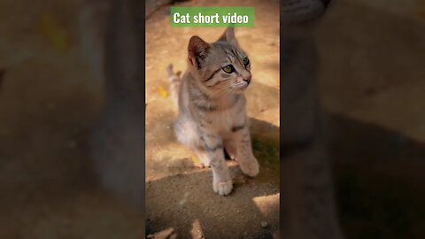 shorts cat meme |💘 - funny cats| meow baby cute| cat house|#youtubefeeds #catvideos