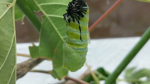 Monarch Caterpillar