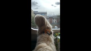 BEAUTIFUL DOG ENJOYING TRAVELLING BY TRAIN