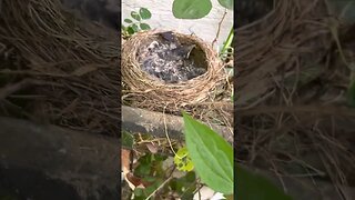 An update on the baby robins, they grew so much! Also, Mom Robin comes along to fuss at me!