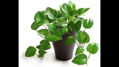 How to take care of a money plant? #greenarclandscapers #viral #pti #nursery #plants #garden