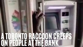 A Raccoon Creeps On Torontonians While They Withdraw Money At A TD Bank