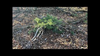 Dirt hole and Cubby set footholds on public land Ep3