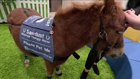 Sawdust the Mini Therapy Horse lifts spirits at Ronald McDonald House