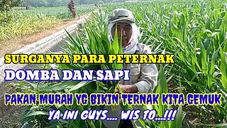 PAKAN GRATIS PENUH GIZI YANG JADI FAVORIT PARA PETERNAK DOMBA DAN SAPI