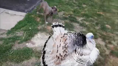 Playful puppy determined to make friends with giant turkey