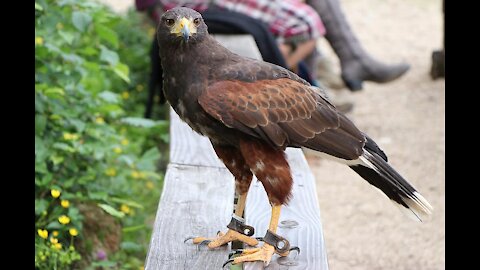 falcon eating #falcon