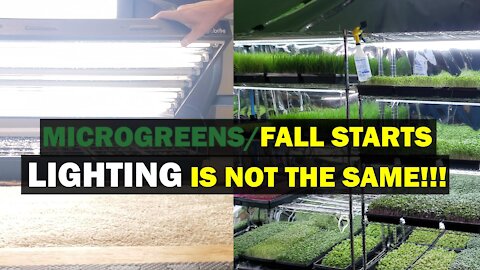 Growing Microgreens and Vegetable Starts Are NOT the Same!