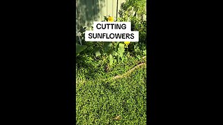 cutting sunflowers