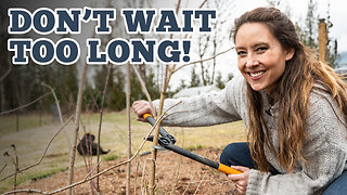 Fruit Maintenance and Pruning & Knowing WHEN it's Time!