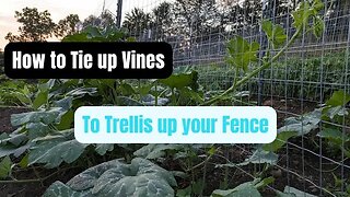 How we Maintain our Garden | Training Vines to grow Vertically