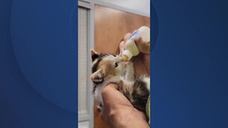 Rumpke driver rescues kitten