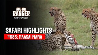 Safari Highlights #685: 08 April 2022 | Lalashe Maasai Mara | Latest Wildlife Sightings