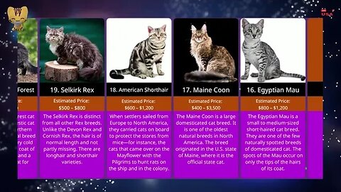 20 Most Expensive Cats Breeds in the World
