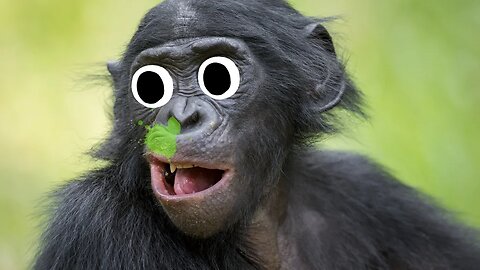 Bonobo monkeys cleared haven't heard of tissues!
