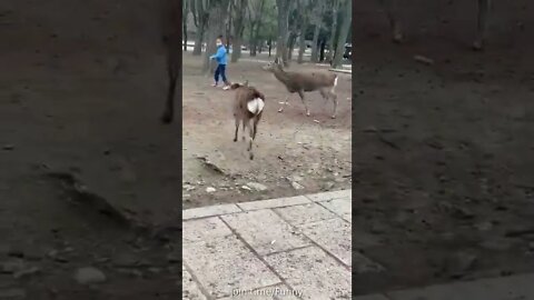 Deer funny Video... 🐐🐐