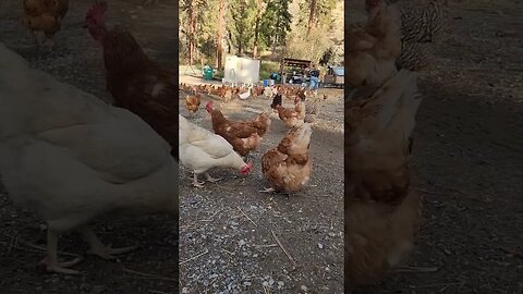 #chickens #chicken #layer #hens #eggs #homestead #homesteading #homesteader #homesteadlife
